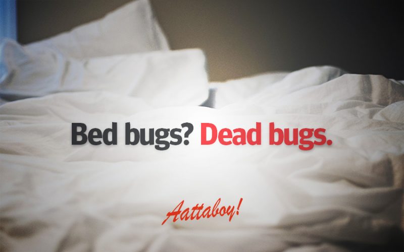 Bed Bugs