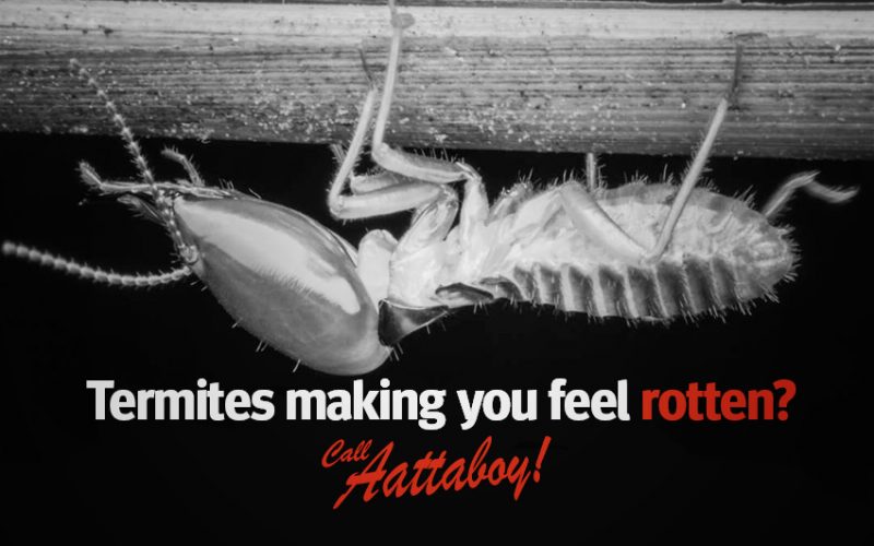 Termites